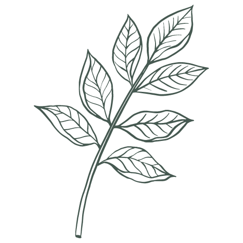 cbd plant icon